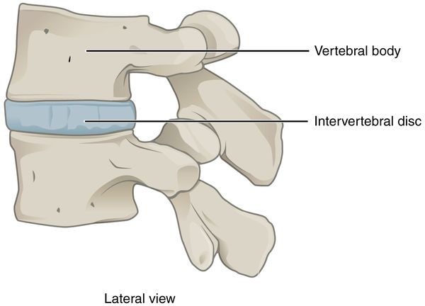 Intervertebral joint