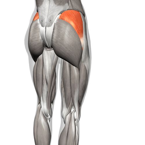 Abductor muscles on the outer hip