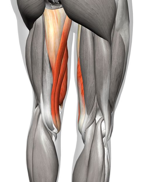 Adductor muscles on the inner thigh
