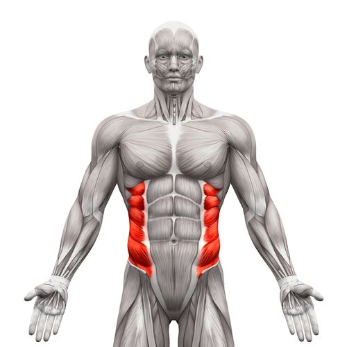 Oblique muscles on the side of the torso