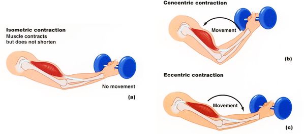 Isometric, concentric, and eccentric muscle contractions illustrated with the biceps lifting a dumbbell