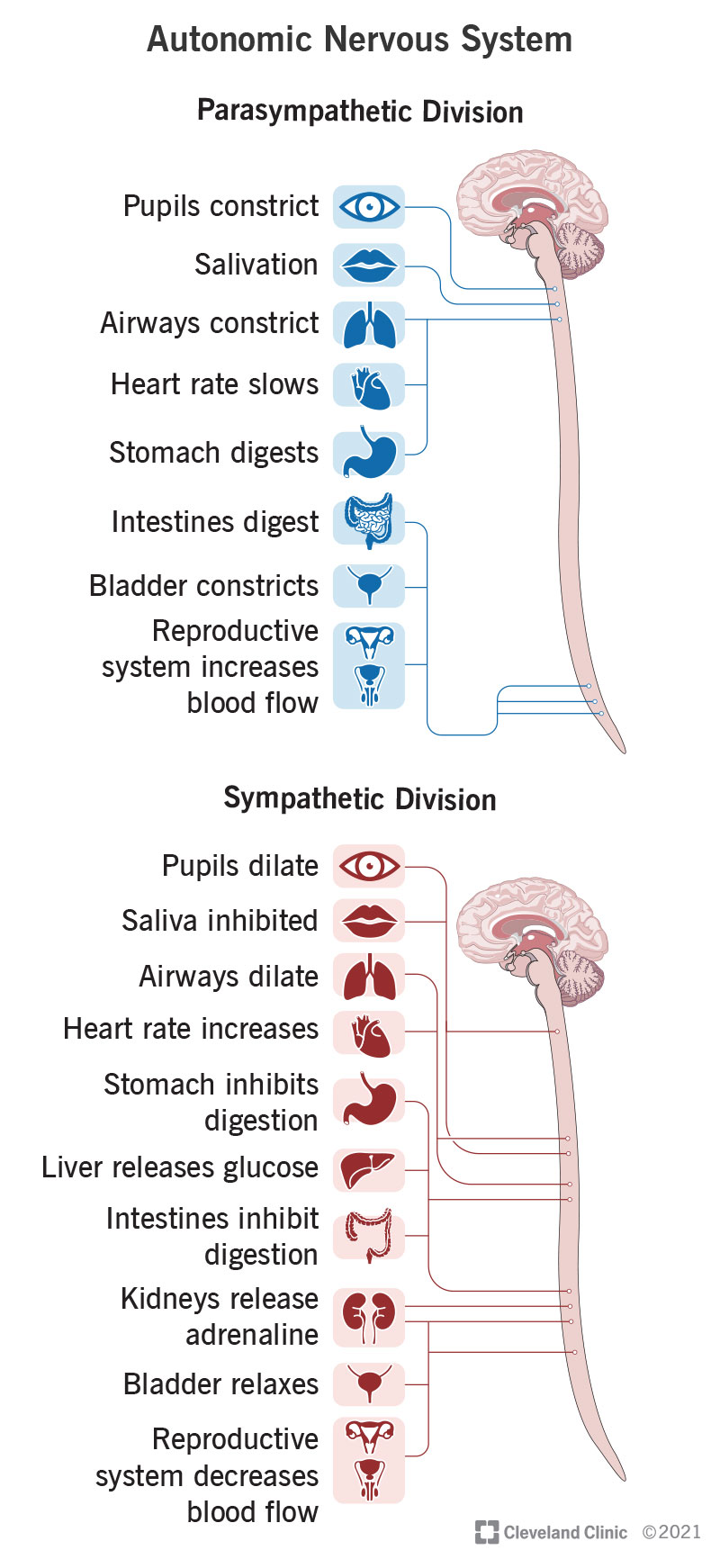Diagram of the Autonomic Nervous System showing the Parasympathetic Division (rest and digest) and Sympathetic Division (fight or flight) and their effects on organs throughout the body