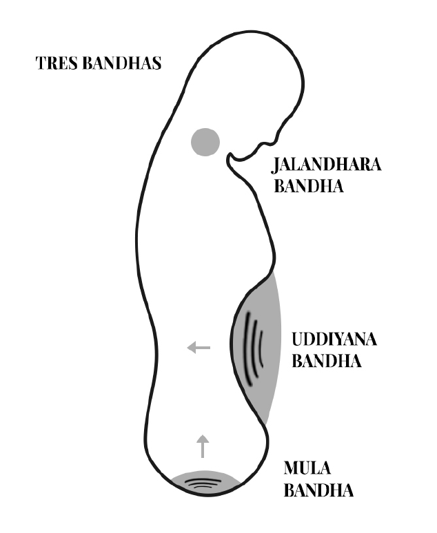 Diagram of the three bandhas in the body