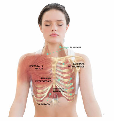 Muscles of breathing diagram