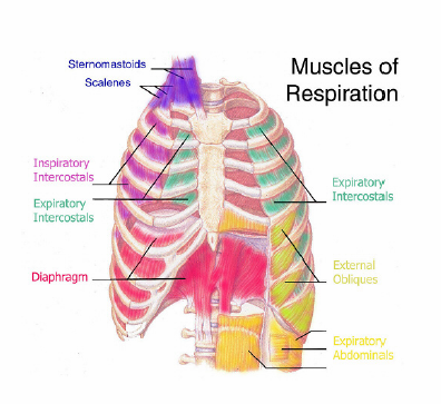Muscles of respiration diagram