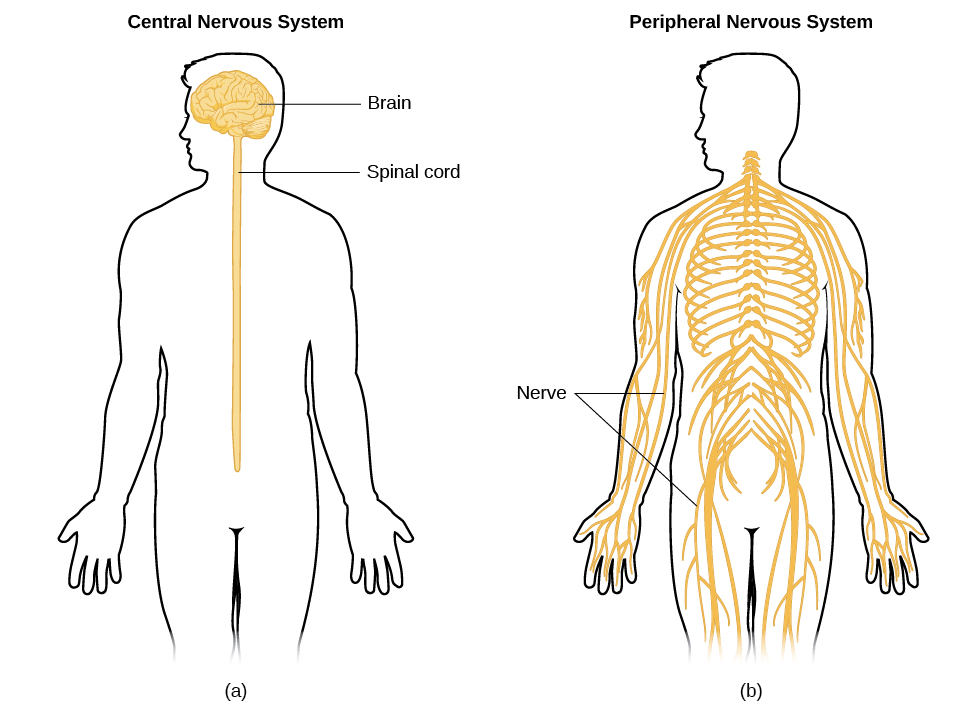 Diagram showing the Central Nervous System (brain and spinal cord) and the Peripheral Nervous System (nerves throughout the body)