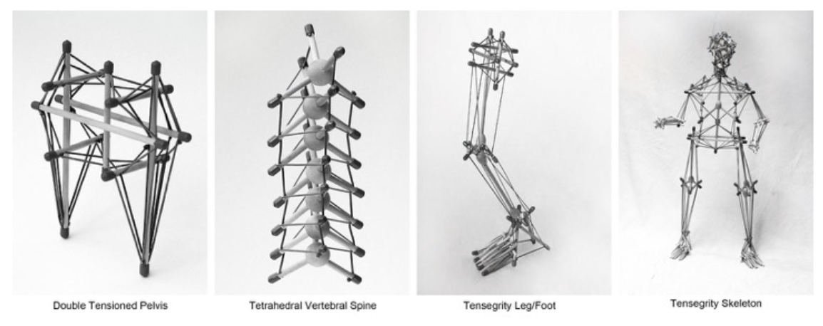 Tensegrity models: Double Tensioned Pelvis, Tetrahedral Vertebral Spine, Tensegrity Leg/Foot, and Tensegrity Skeleton
